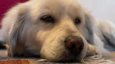 Seth laying down. He has white fur and is very fluffy.