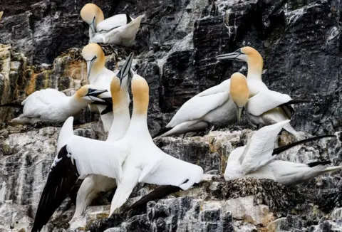 Mike Merchant At least eight bass gannets on the side of a dark rock.