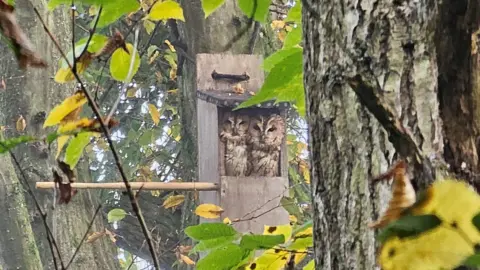 Jim Cotton/Earley Town Council A photo of the two owls huddled in the box but taken from slightly further away, with more of the surrounding forest in shot.