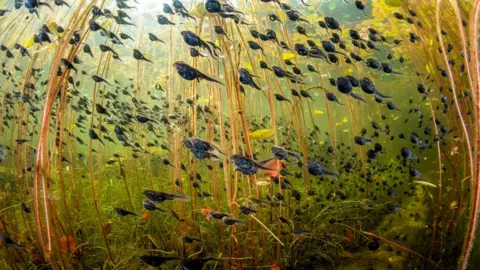 Shane Gross Tadpoles glide beneath lily pads