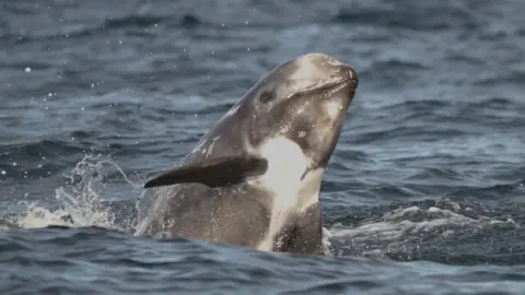 A grey dolphin with white marks on its stomach has its head out of the water. A fin on its right is also in the image and the sea around it is blue-grey.
Its mouth is shut.