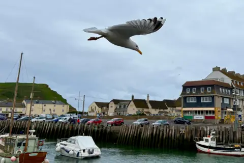 Meeper A gull flies over boats in a harbour.