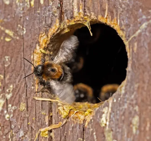 Colin Ferrington A bee on the edge of the entrance to a bird box. Two other bees are visible inside the box