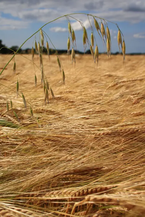 Clare Keegan Crops increasing  successful  a field