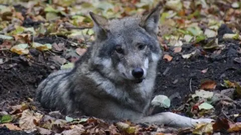 Cotswold Wildlife Park A grey wolf lies on the ground and looks in the direction of the camera. It is lying in soil and leaves can be seen strewn around the ground. 