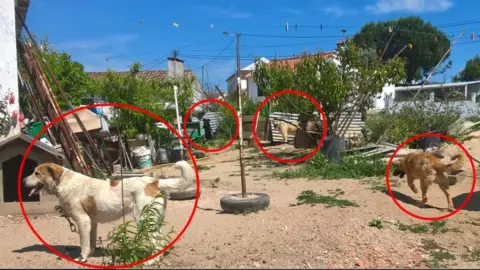 Quebr'a Corrente Four dogs chained up in Portugal
