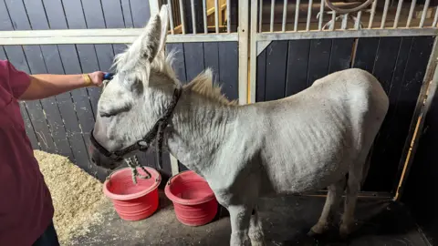 RSPCA A donkey in a barn type area. The ribs are visible due to the lack of food and there are two red buckets by the floor. 
