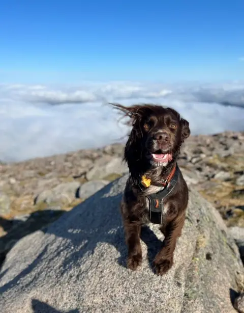 Hollie Jenkins/@TheEdinburghSpaniels Hugo and Spencer