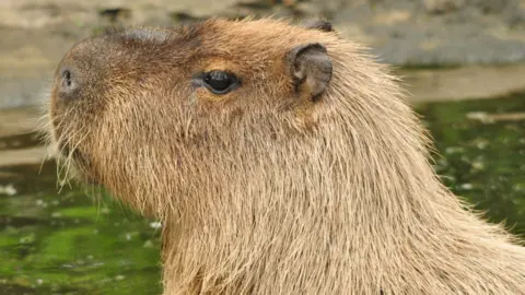 A close-up of the side of the head of a capybara looking to the left.