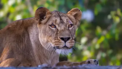 The Big Cat Sanctuary Lioness Yuna pictured outside in her enclosure at The Big Cat Sanctuary. Her ears are pricked up and she has brown fur. 