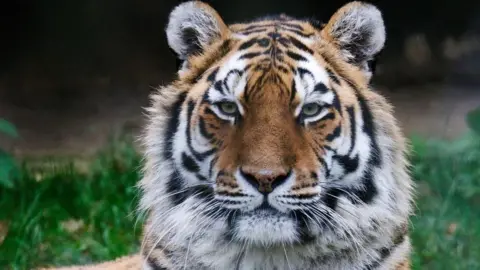 Valentina the tiger looks directly at the camera. She has small round ears with a full fluffy face. Her fur is a mixture of orange and white, with black striped markings, she has long white whiskers and pale green eyes. She is laying down in the grass.