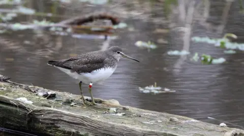 Tim Hill A green sandpiper stands on a wooden slat next to a lake or pond. It is grey on top with a white underbelly, and has a small white and red marking tag on its right leg. It has a long slender beak. There are water lillies on the pond. 