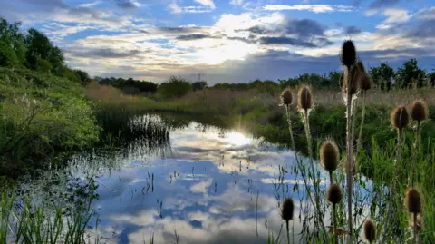 Daves Patch/BBC Weather Watchers Spikey teasel plants are silhouetted against shimmering water which in turn reflects the blue and cloudy sky