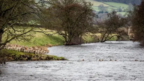 Jim Bell / SWNS.com River Derwent Chatsworth deer