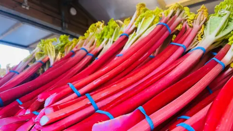 The image shows a large display of freshly harvested rhubarb stalks arranged in neat, upward‑leaning bundles. The stalks are a vivid, glossy red with hints of pink, transitioning to pale green near the tops where leafy growth begins. Blue rubber bands hold the bunches together. 