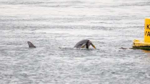Ulster Wildlife A dolphin with a rope in its mouth beside a buoy 