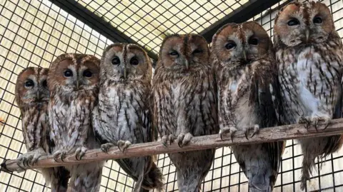 Geoff Grewcock Six rescue owls sitting on a perch