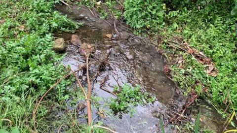 The tributary where the sewage leak happened. A small stream can be seen with vegetation either side.