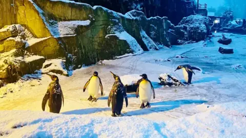 Drew Cunliffe Five penguins in their large enclosure, surrounded by snow and looking animated