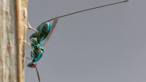 Colin Edwards Torymus Erucarum wasp with long ovipositor