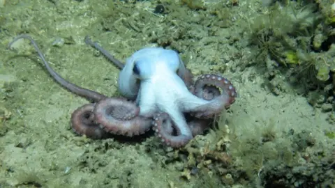 University of Edinburgh Atlantic study