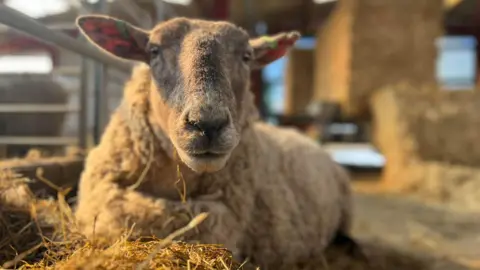 Dalscone Farm A close up of a sheep in an low evening light