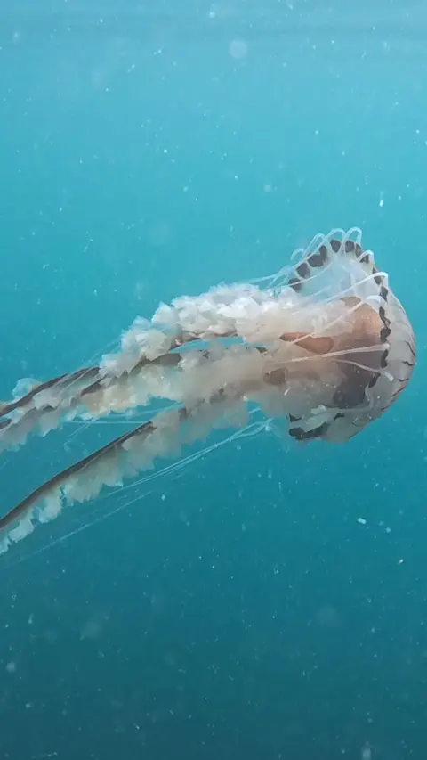 An underwater photo of a Compass Jellyfish swimming