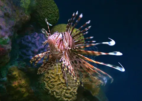 Paul Granahan Lionfish