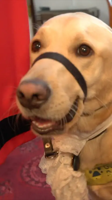 Close-up of a light-colored dog’s face indoors, wearing a black head halter around the muzzle and a collar with a tag and lace bow accessory. The dog’s nose and eyes are prominent in the foreground, while a red object appears blurred along the left side and a softly lit interior background is visible behind.