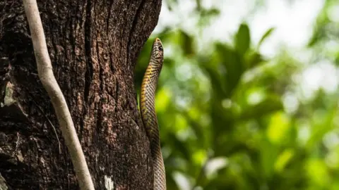 The Indian rat snake or Oriental rat snake (Ptyas mucosa) is seen in Tehatta, West Bengal, India, in 2022.