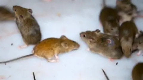 mice