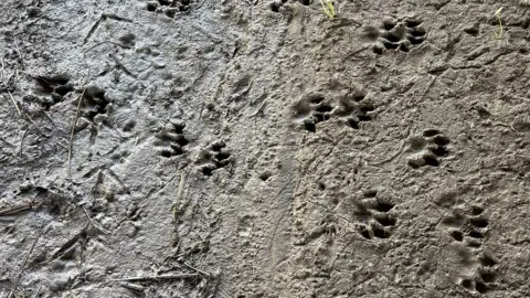 Wear Rivers Trust Several otter footprints in the mud. The prints have distinctive a five claws and are deep into the brown mud. 