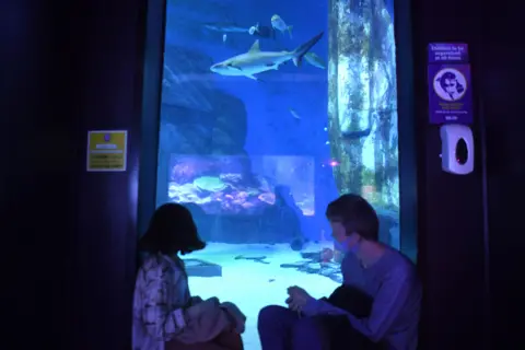 AFP Members of the public watch sharks at the Sea Life London Aquarium in London on 17 May 2021 as Covid-19 lockdown restrictions ease.