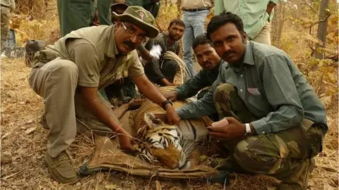 Aniruddha Majumder Collarwali being fitted with her radio collar in 2008