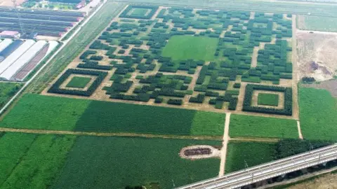 Xinhua/REX/Shutterstock Giant QR Code in a field, in Xilinshui Village of Baoding, China