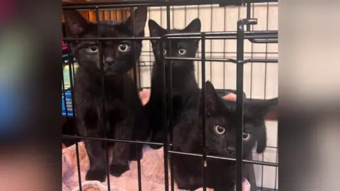 Peterborough Cat Rescue Three black kittens