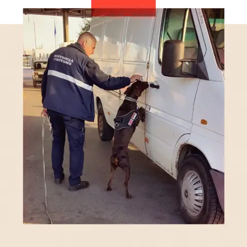 A sniffer canine  leaning against a achromatic  van