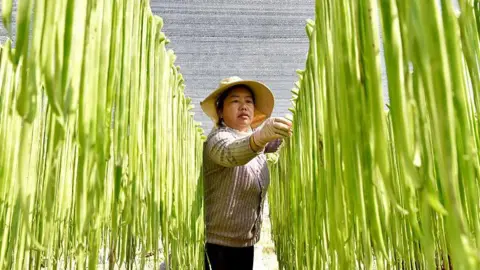 A farmer is drying Gong Cai strips, a vegetable of the lettuce family, in the fields on March 5, 2026 in Dali Bai Autonomous Prefecture, Yunnan Province of China. 