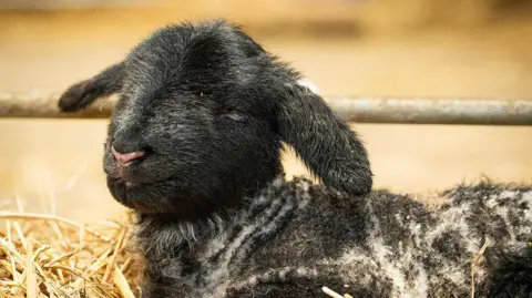 Dalscone Farm A baby lamb with its eyes closed