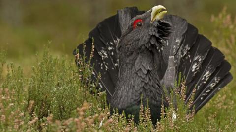 Male capercaillie