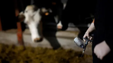 Reuters A veterinarian prepares to inject a cow with a dose of bluetongue virus serotype BTV3 (FCO-BTV3) vaccine on a farm in Saint-Hilaire-de-Chaléons, near Nantes, France.