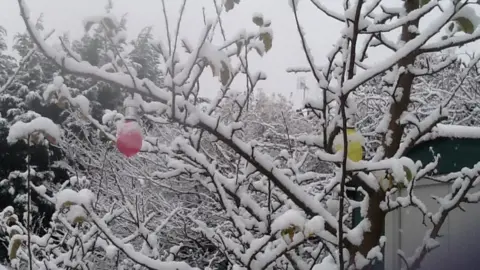 Diane Chitty  Snow on tree