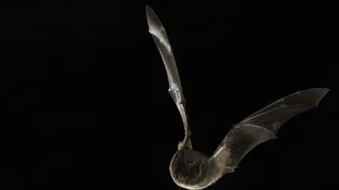 A Barbastelle bat in flight against a black background.