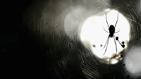 Getty Images A spider sits in its web