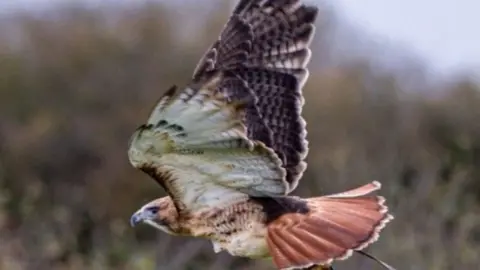 Devon Bird of Prey Centre Zen