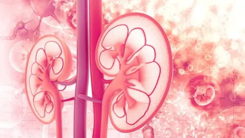 Getty Images Kidney illustration