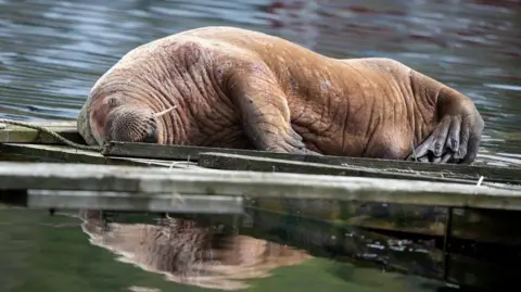 A large walrus asleep at a harbour, reflected in water.