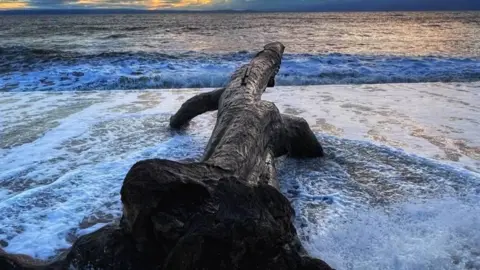 Lizzy the logness monster looking out to sea