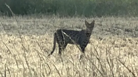 Tom Baker A large cat with spots and pointy ears can be seen in a field on a warm summer's day.