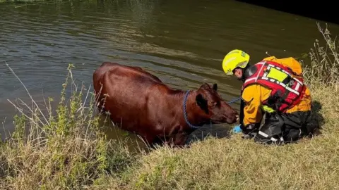 Bedfordshire Fire and Rescue Service A brown cow is standing partially submerged in shallow water near the bank. The cow has a blue rope around its neck.
